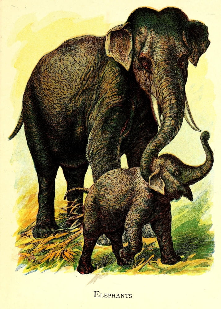 Friendly Animals 1905 Elephants Canvas Art - Unknown (18 x 24)