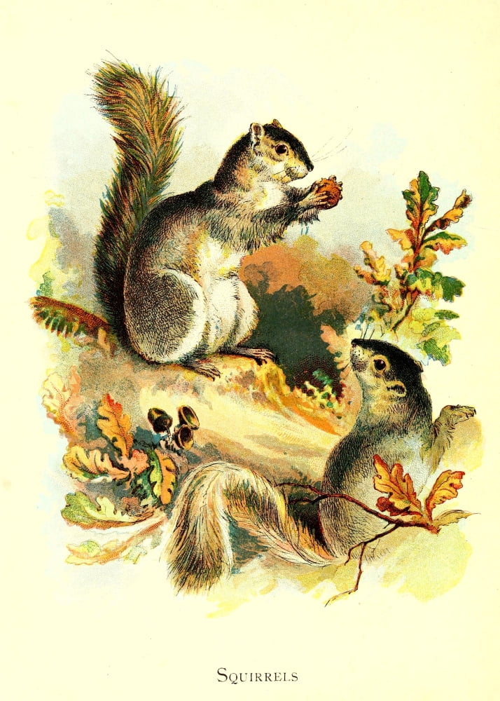 Friendly Animals 1905 Squirrels Canvas Art - Unknown (24 x 36)