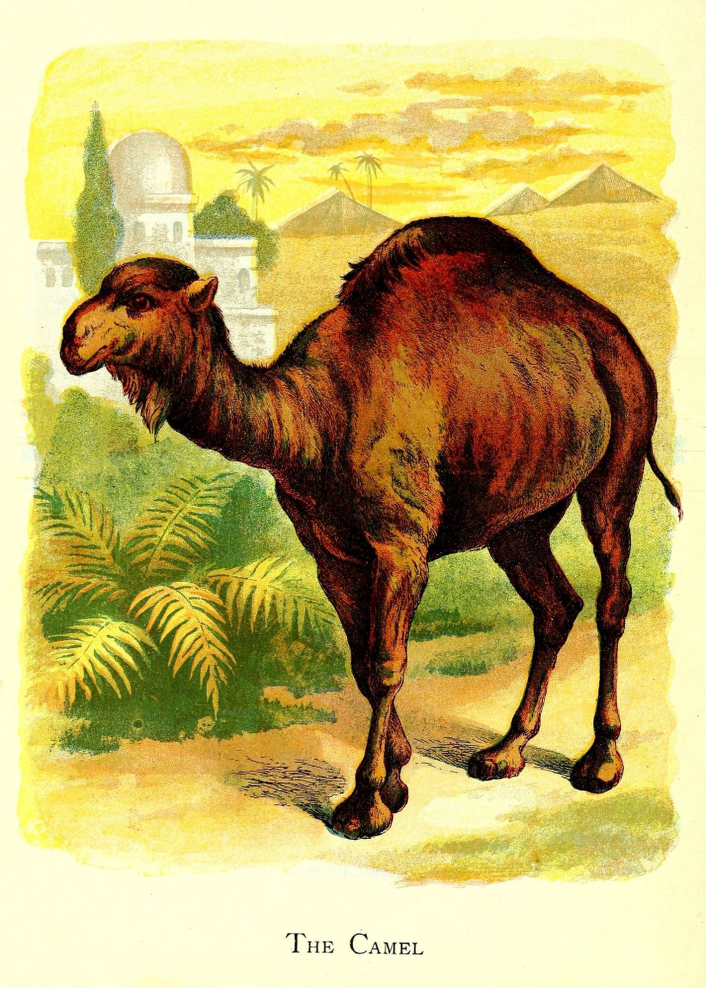 Friendly Animals 1905 The Camel Canvas Art - Unknown (24 x 36)