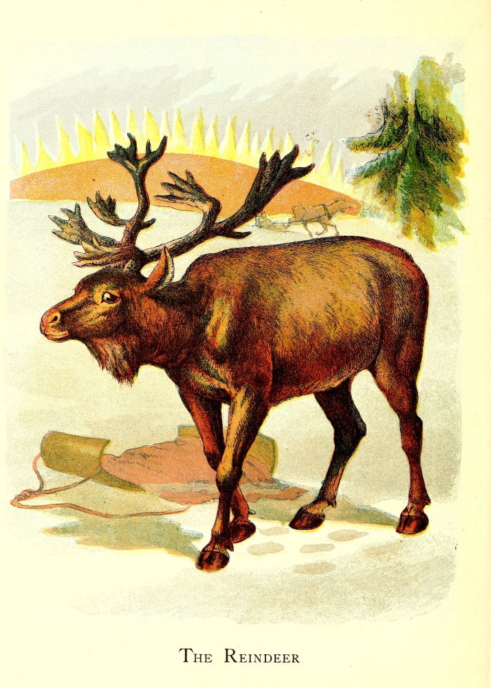 Friendly Animals 1905 The Reindeer Canvas Art - Unknown (24 x 36)