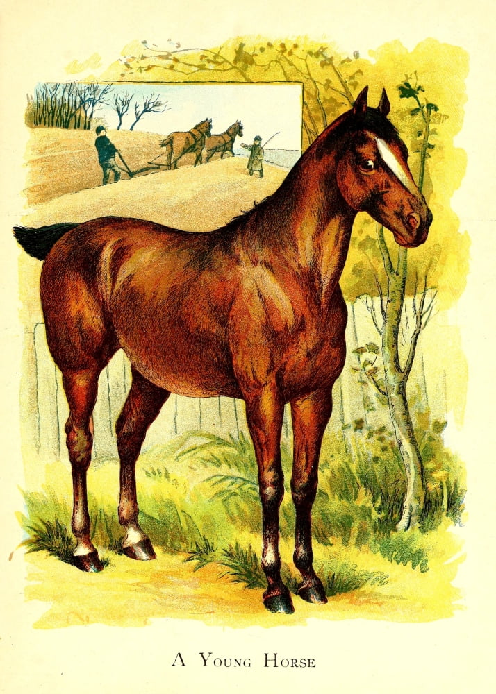 Friendly Animals 1905 Young horse Canvas Art - Unknown (24 x 36)