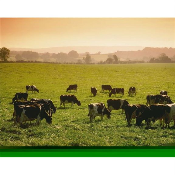 Friesian Cattle - Cattle Grazing Poster Print - 17 x 13