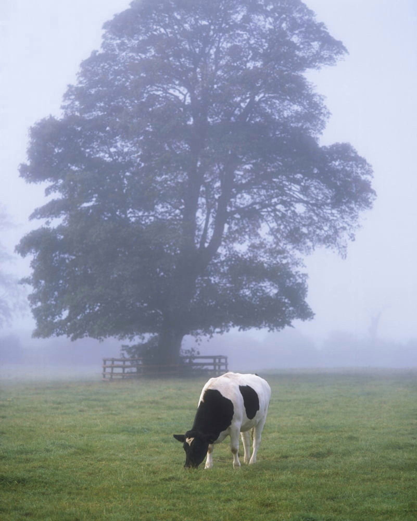Friesian Cow Ireland Canvas Art - The Irish Image Collection Design Pics (13 x 17)