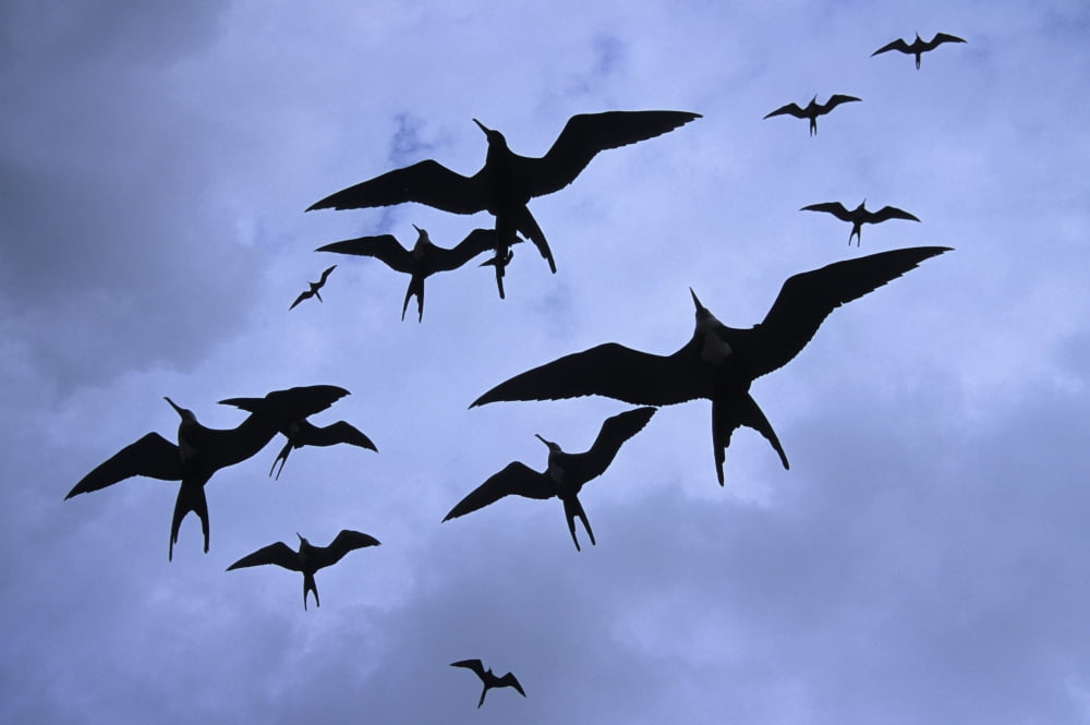 Frigate Birds In Flight Lighthouse Reef World Heritage Site Half Moon Caye Belize Canvas Art - Ron Watts Design Pics (17 x 11)