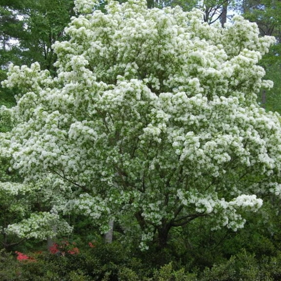 Fringe Tree Live Plant, 6 to 10'' Tall Fragrant White Fringe Plant Live for Outdoor, Fringetree Plant in Pot