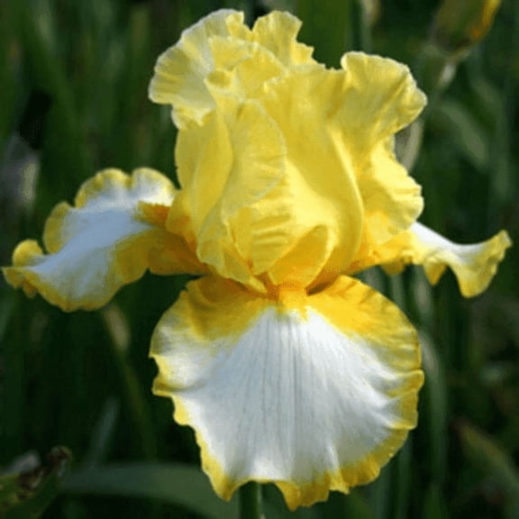 Fringe of Gold Bearded Iris Germanica Rhizome