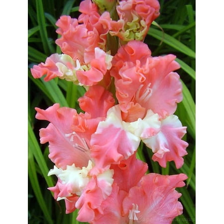 Fringed Coral Lace Gladiolus 8 Bulbs - Fringed/Ruffled - 14/+ cm