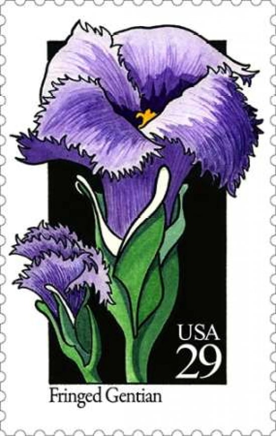 Fringed Gentian Canvas Art - US POSTAL SERVICE (24 x 36)