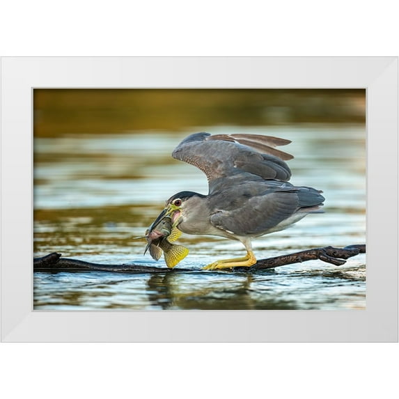 Frischoff, Noam 24x17 White Modern Wood Framed Museum Art Print Titled - Black-Crowned Night Heron