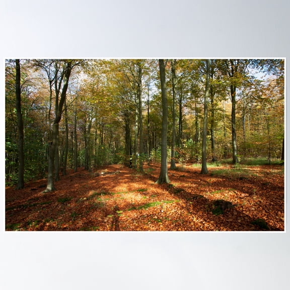 Friston Forest, East Sussex Poster Wall Art, Modern Wall Decor, 8x12 UNFRAMED