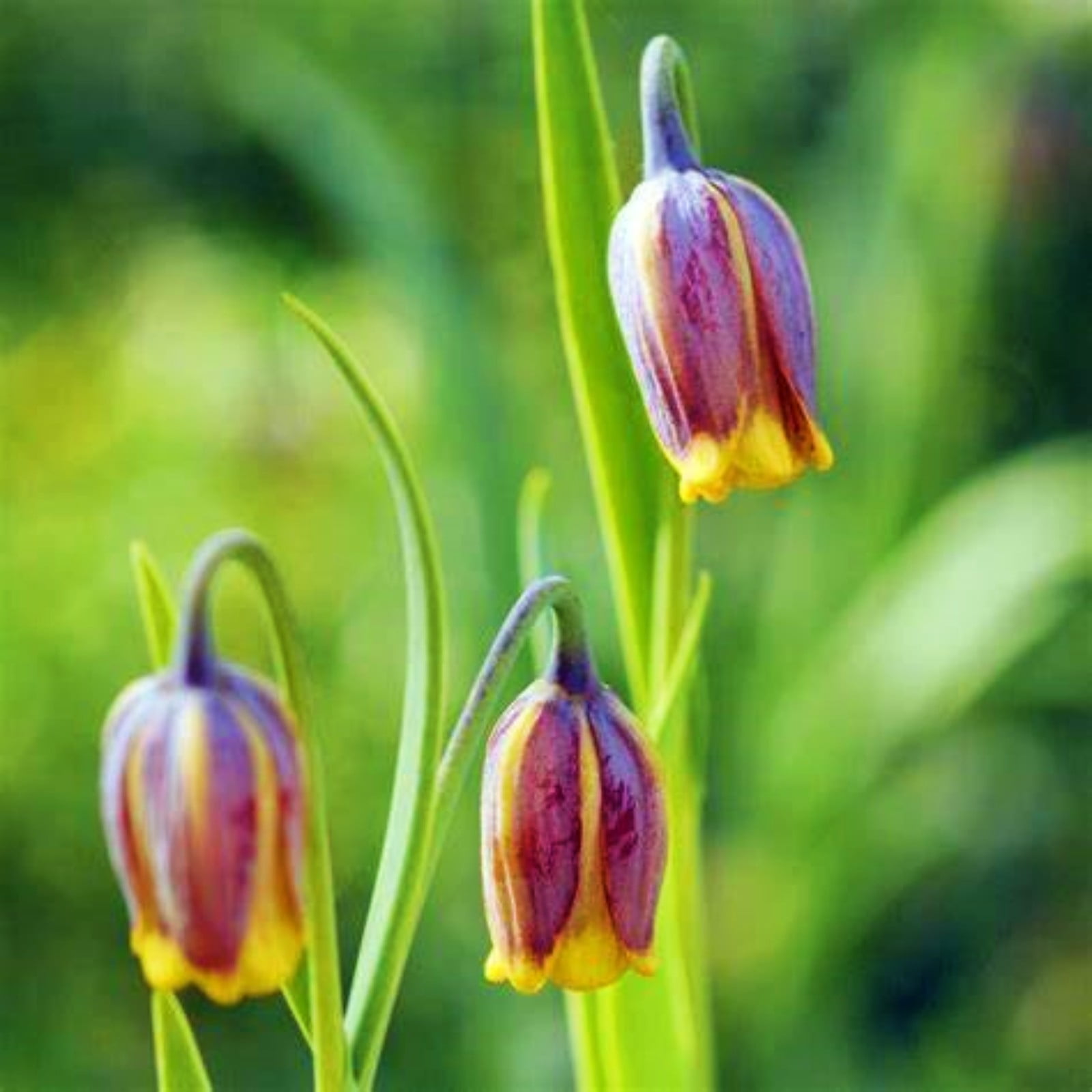 Fritillaria Imperialis Bulbs Fritillaria Imperialis Fritillary Bulb ...