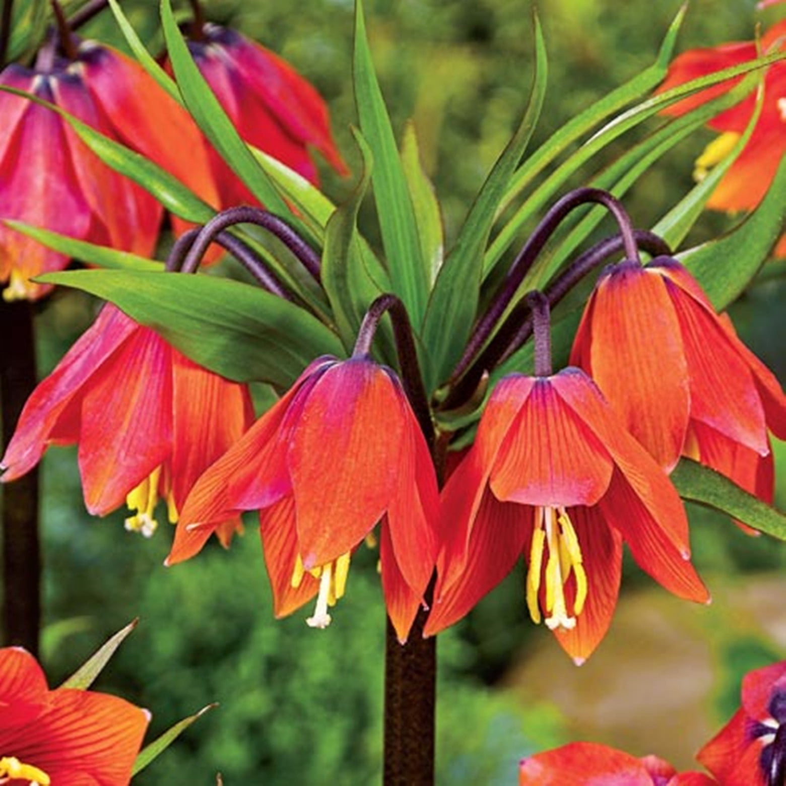 Fritillaria Imperialis Bulbs ，Spectacular Flowering Bulbs Fritillaria
