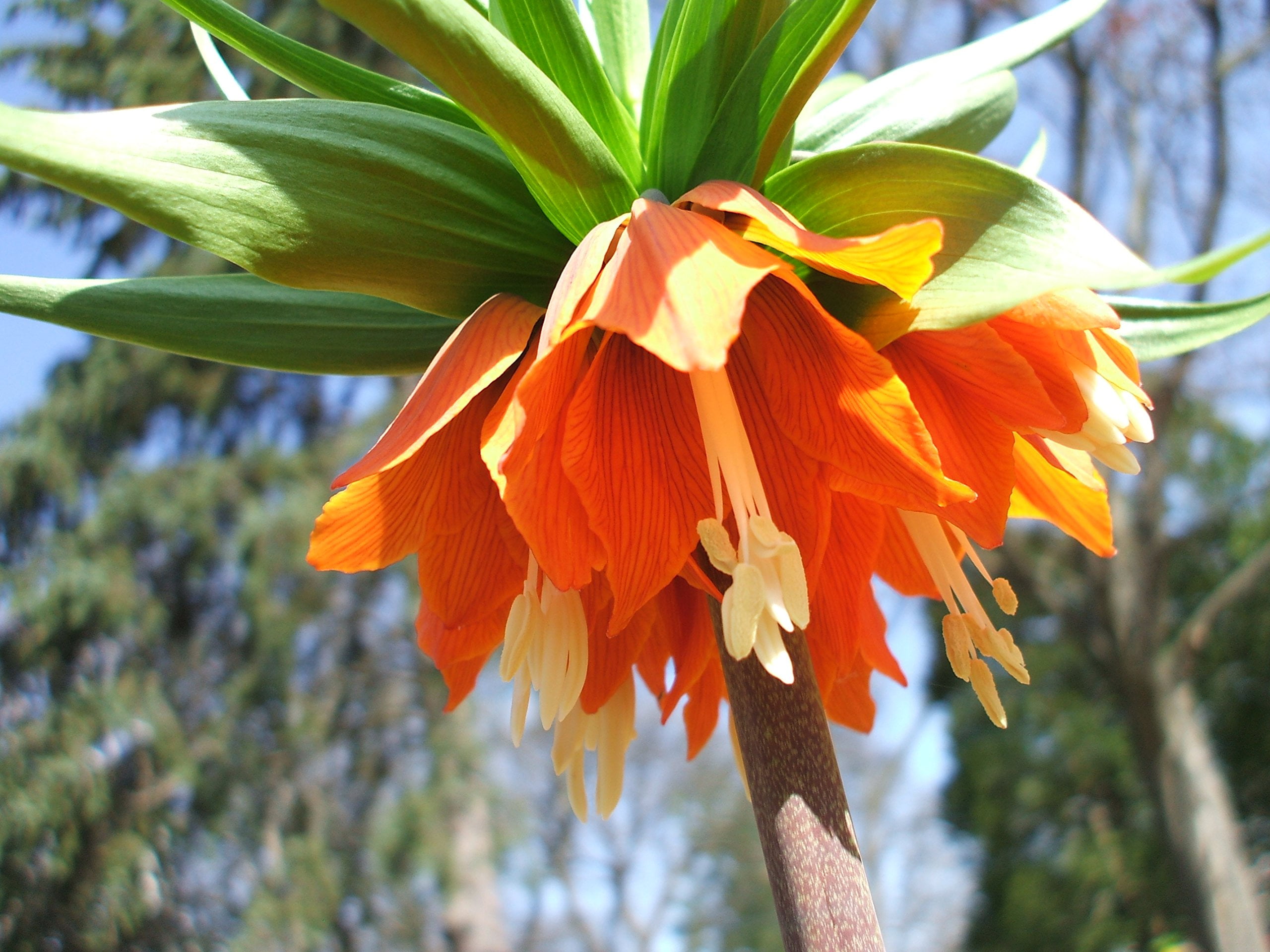 Caribbean Garden Seed
