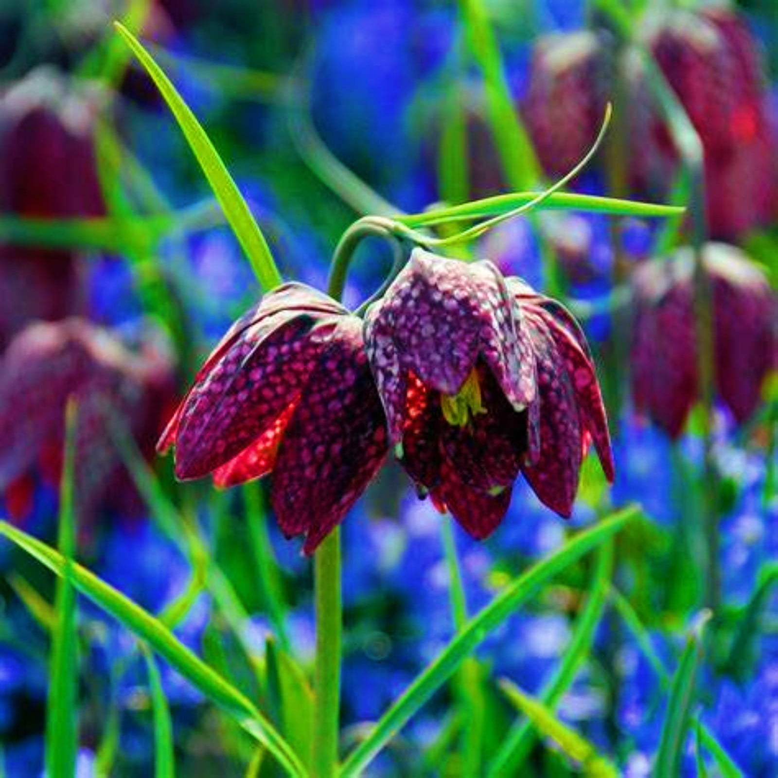 Fritillaria Meleagris Bulbs Fritillaria Imperialis Fritillary Bulb Fritillaria Bulbs For Sale