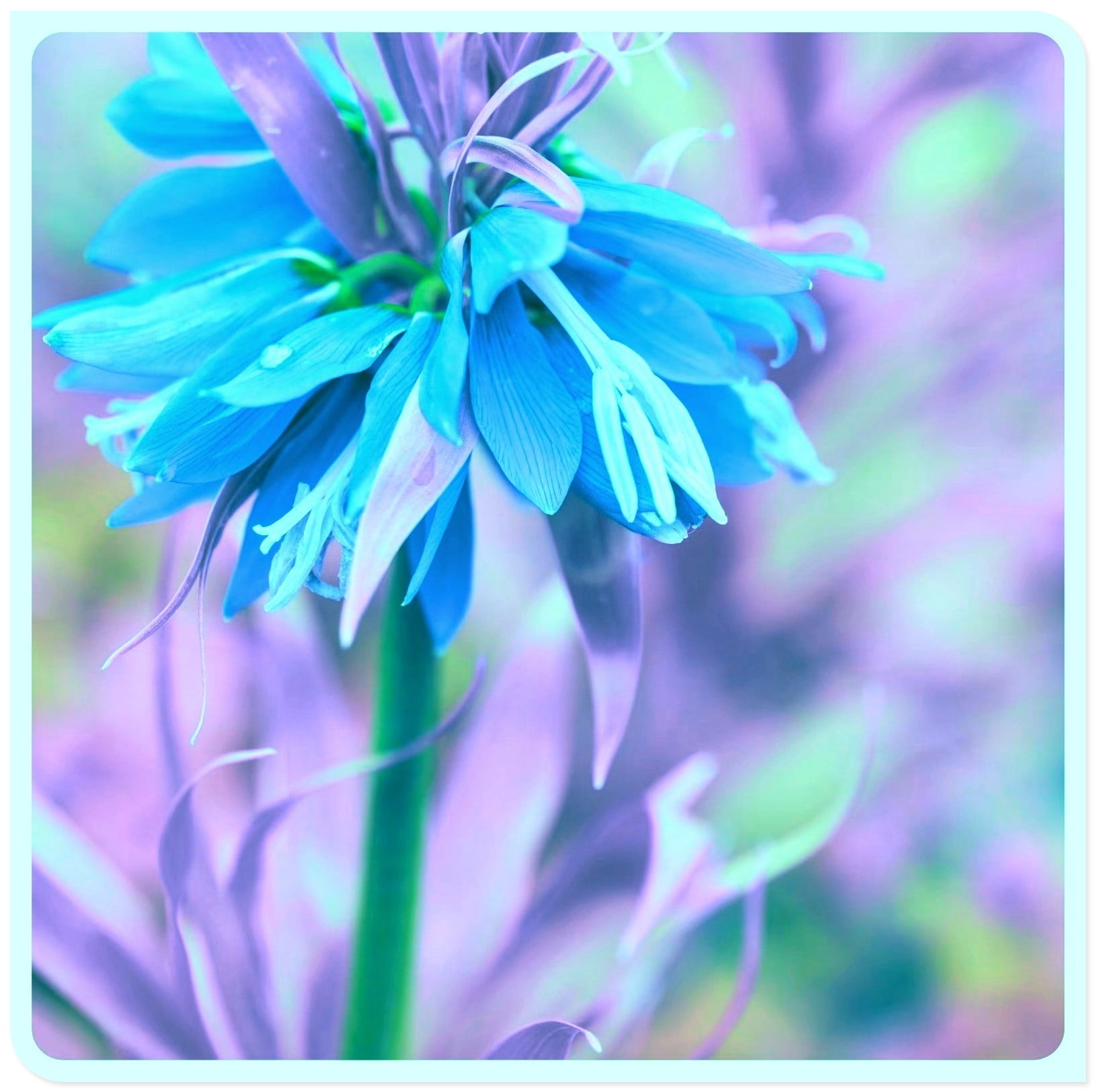 Fritillaria bulbs beautiful flower bulbs exoticHardy floral decoration