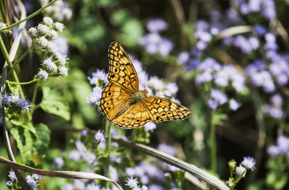 A Fritillary Buttterfly (Euptoieta claudia) rests on the flowers Tahlequah Oklahoma United States of America Canvas Art - Robert L Potts Design Pics (19 x 12)