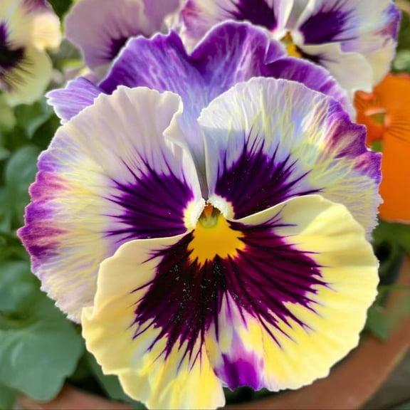 Frizzle Sizzle Lemonberry Pansy 25 Seeds | Ruffled Viola, Rare Variety