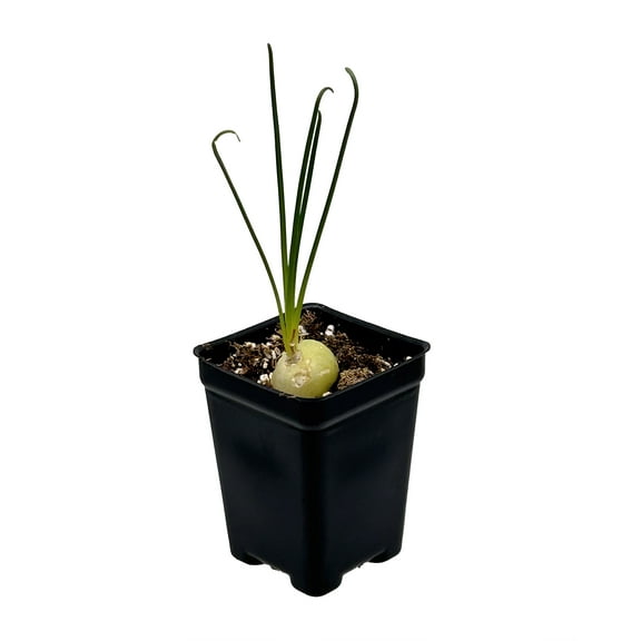 Frizzle Sizzle Plant - Corkscrew Albuca - STRANGE - 4" Pot -Succulent House Plant