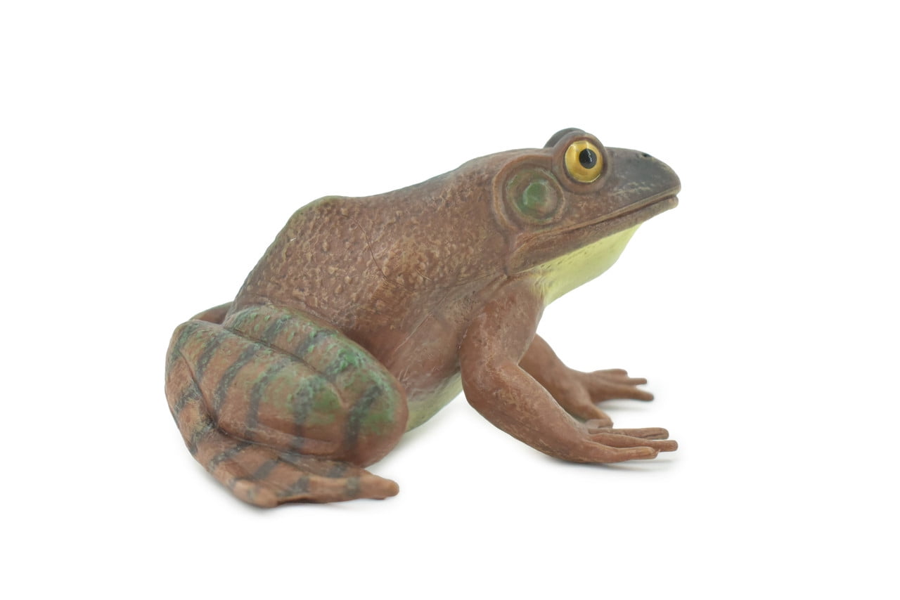 Frog, American Bullfrog, Museum Quality, Hand Painted, Rubber ...