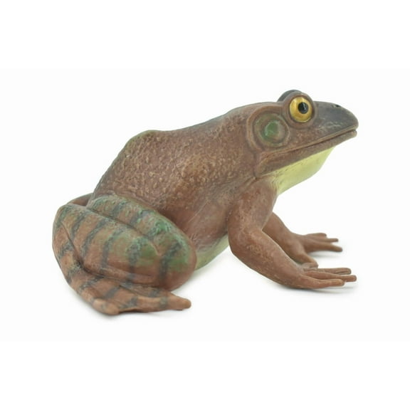 Frog, American Bullfrog, Museum Quality, Hand Painted, Rubber, Amphibian, Realistic Toy Figure, Replica, Kids, Educational, Gift, 5" CH560 BB161