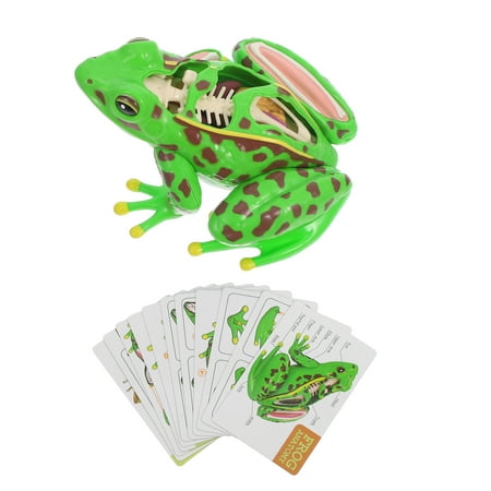 Worgeous Interactive frog Anatomy Model for Kids Educational Toy with Realistic Organs Made from Safe Plastic Green Color for Home Use