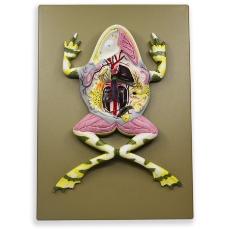Frog Dissection Model, 17 Inch - Mounted - With English Key Card - Eisco Labs