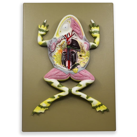 Frog Dissection Model, 17 Inch - Mounted - With English Key Card - Eisco Labs