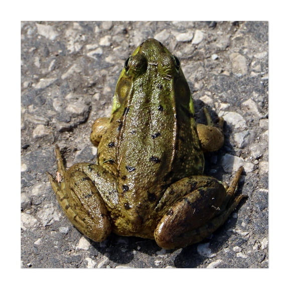 Frog - Marshall Michigan Photography Wildlife Animal Nature Insect Garden Wilderness Summer Unframed Wall Art Print 36 x 36 inches