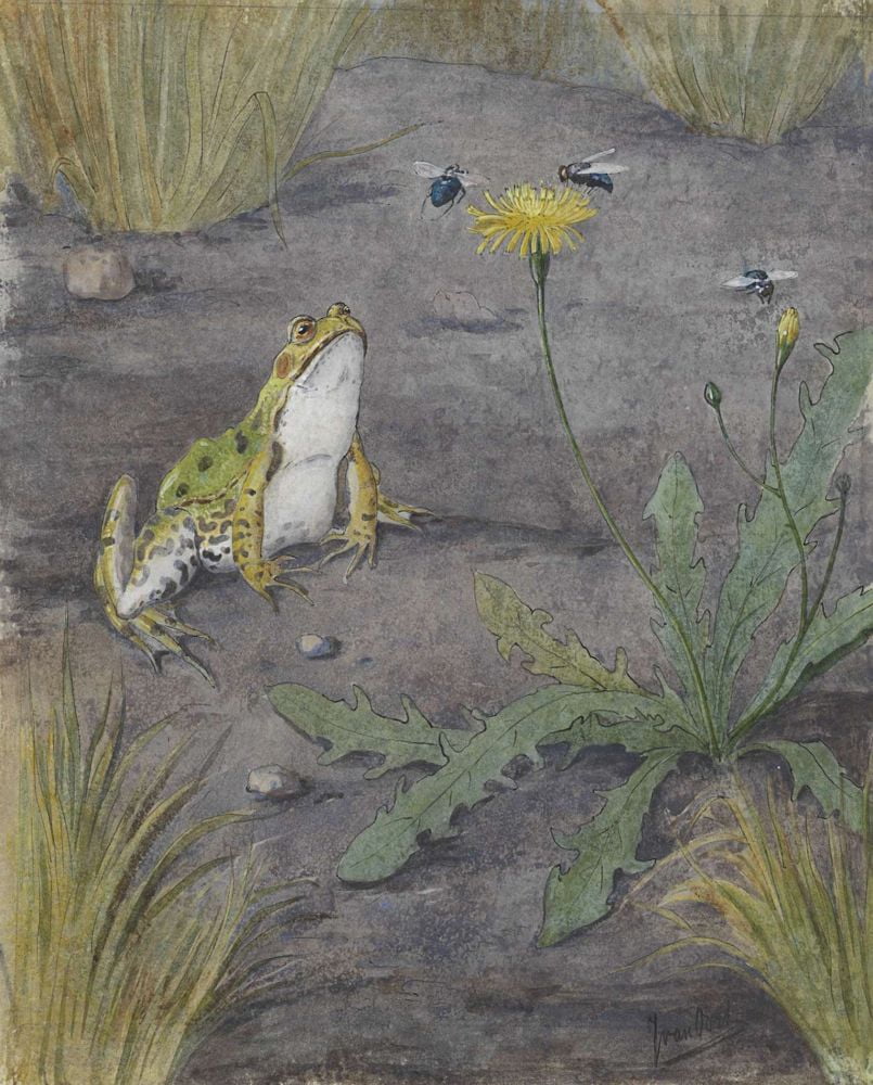 Frog Near A Dandelion With Flies Canvas Art - (18 x 24)