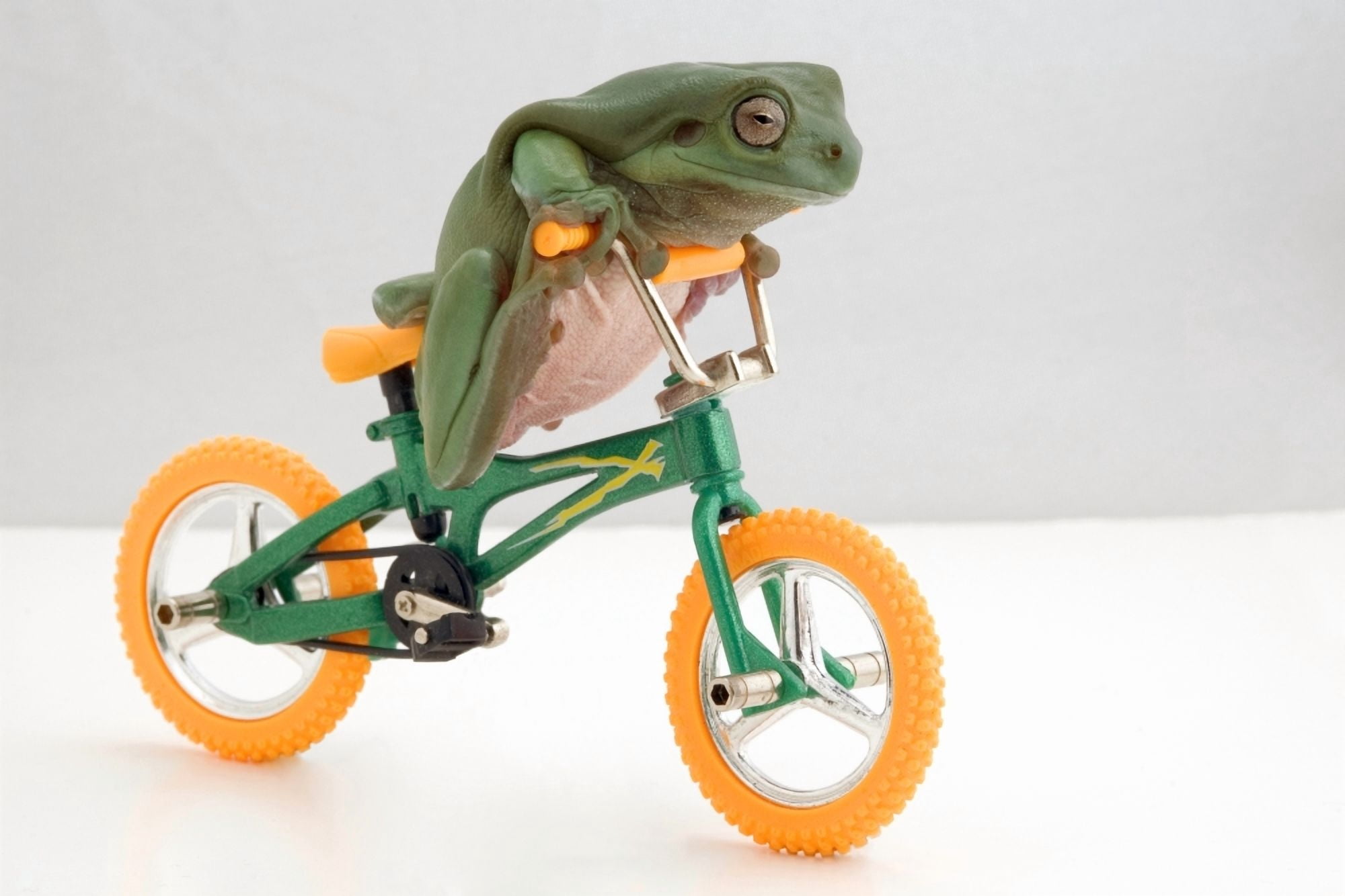 Frog On A Bicycle Canvas Art - Corey Hochachka Design Pics (34 x 22)