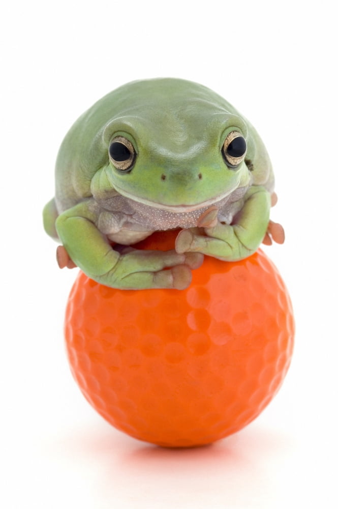 Frog On A Golf Ball Canvas Art - Corey Hochachka Design Pics (11 x 17)