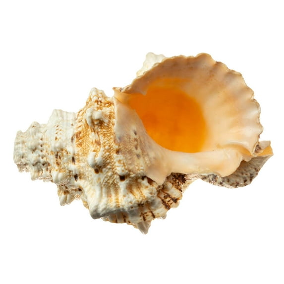 Frog Shell Horn | 1 Frog Shell Horn Sea Shell 7"