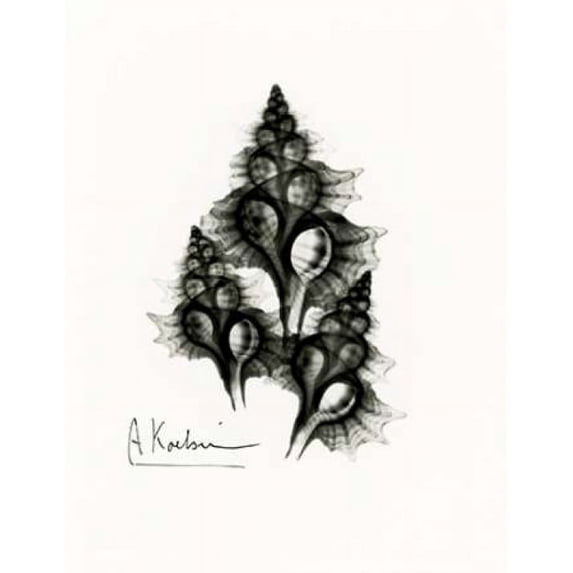 Frog Shells Poster Print by Albert Koetsier