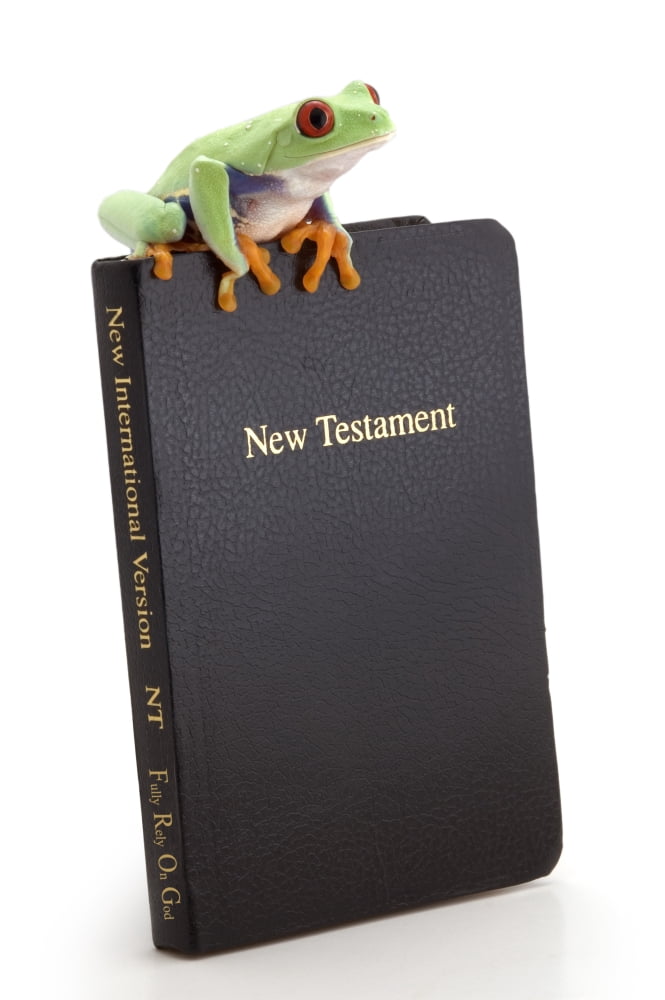Frog Sitting On A Bible Canvas Art - Corey Hochachka Design Pics (11 x 17)