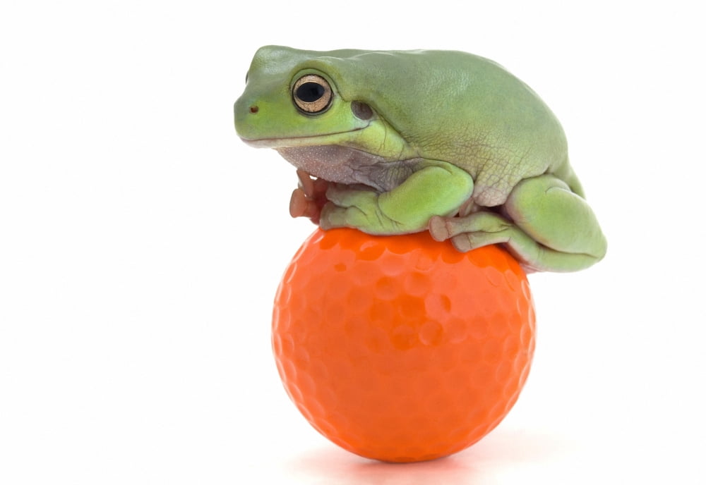 Frog Sitting On A Golf Ball Canvas Art - Corey Hochachka Design Pics (16 x 11)