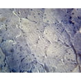 thumbnail image 1 of Frog Striated Skeletal Muscle; Cross Section by Go Science Crazy, 1 of 1