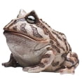 thumbnail image 1 of Frog Toad Sculptures Garden Statues Yard, Animal Gardening Gifts, Weather Resistant Garden Decoration Sculpture, Art Resin Decorations Outdoor Garden Decororation, 1 of 5