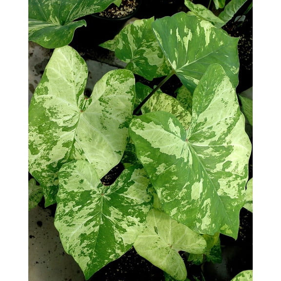 Frog in a Blender Caladium 3 Bulbs - Lime and Dark Green