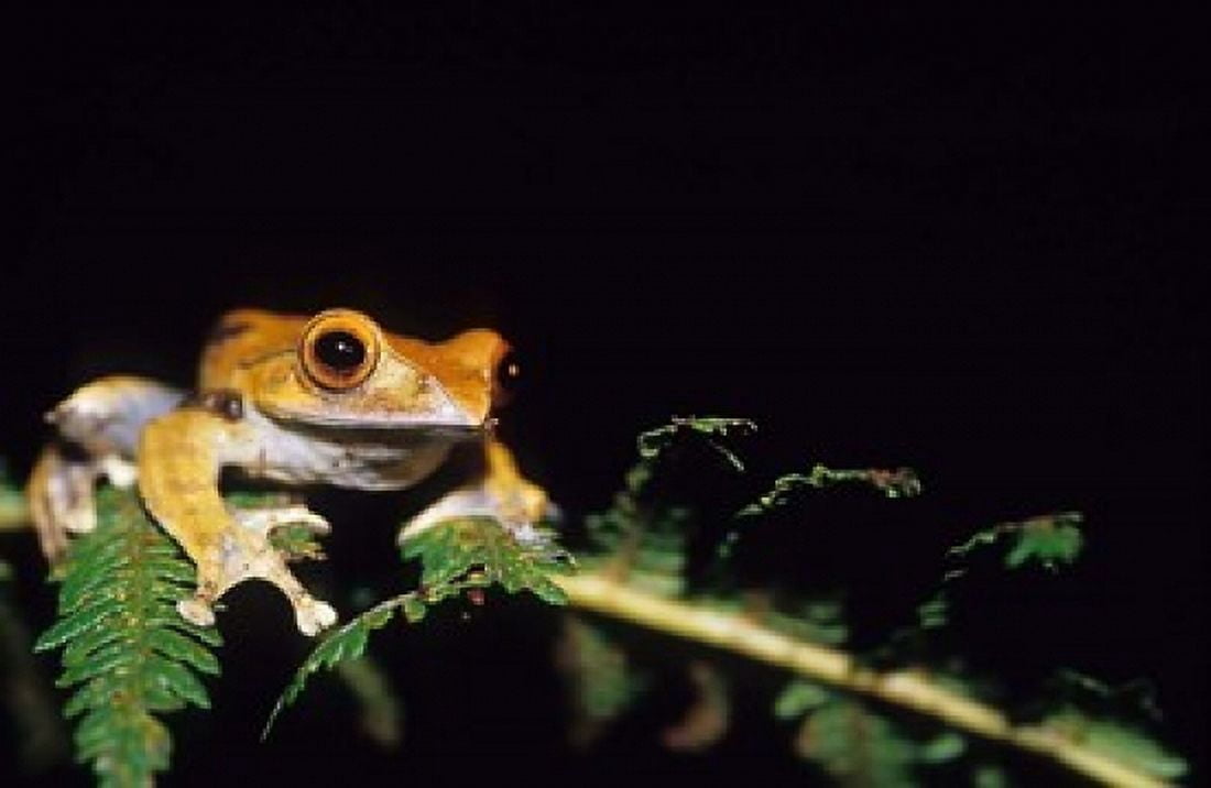 Frog in the Analamazaotra National Park Madagascar Canvas Art - Daisy Gilardini DanitaDelimont (36 x 24)
