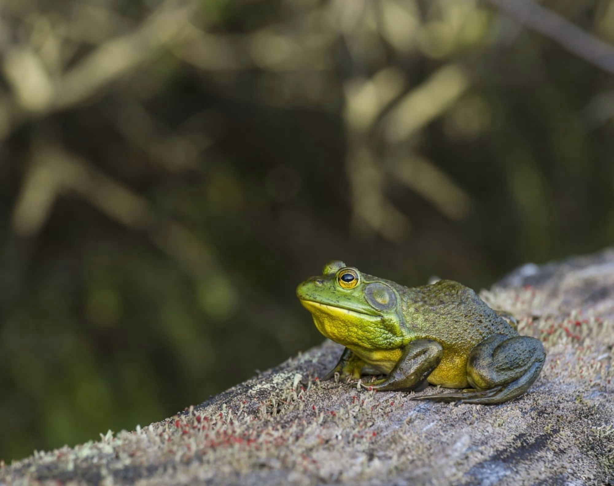 Frog resting on a log Ontario Canada Canvas Art - Julie DeRoche Design Pics (17 x 13)