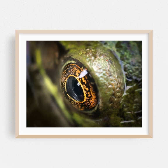 Frog's Eye - Ferrisburgh Vermont Photography Nature Abstract Wildlife Oak Framed Wall Art Print 5 x 7 inches