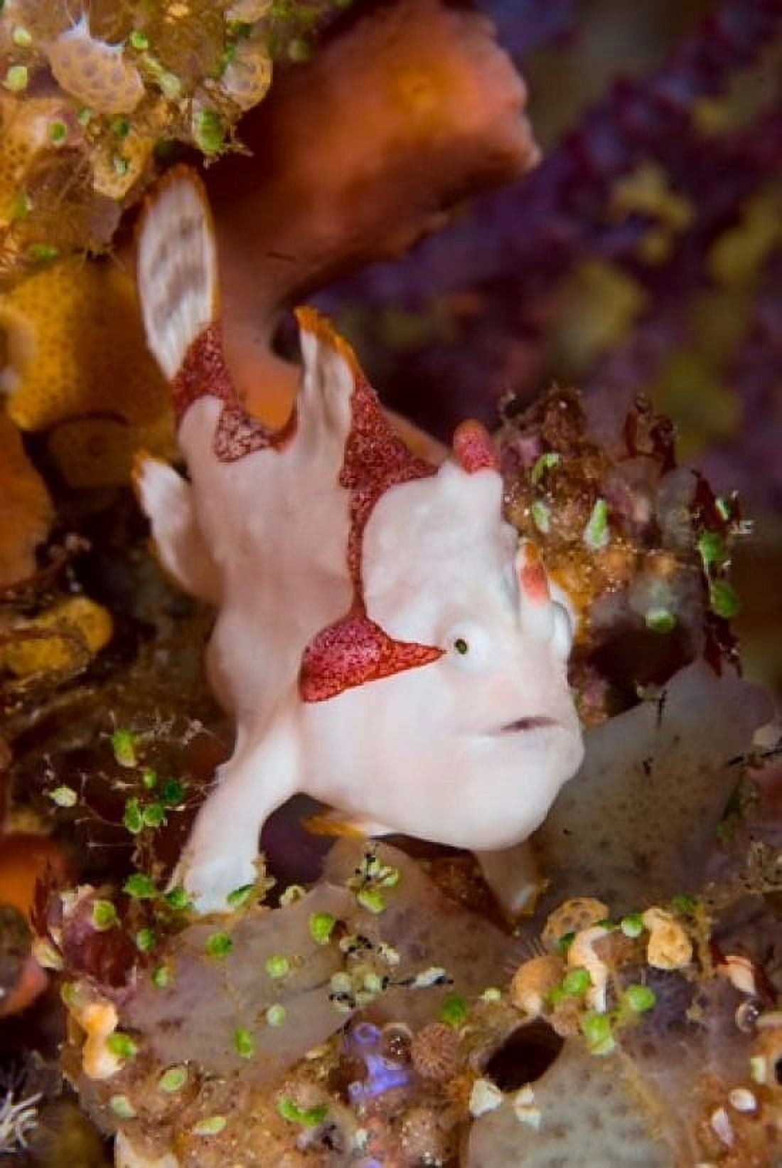Frogfish or anglerfish Canvas Art - Jaynes Gallery DanitaDelimont (24 x 36)