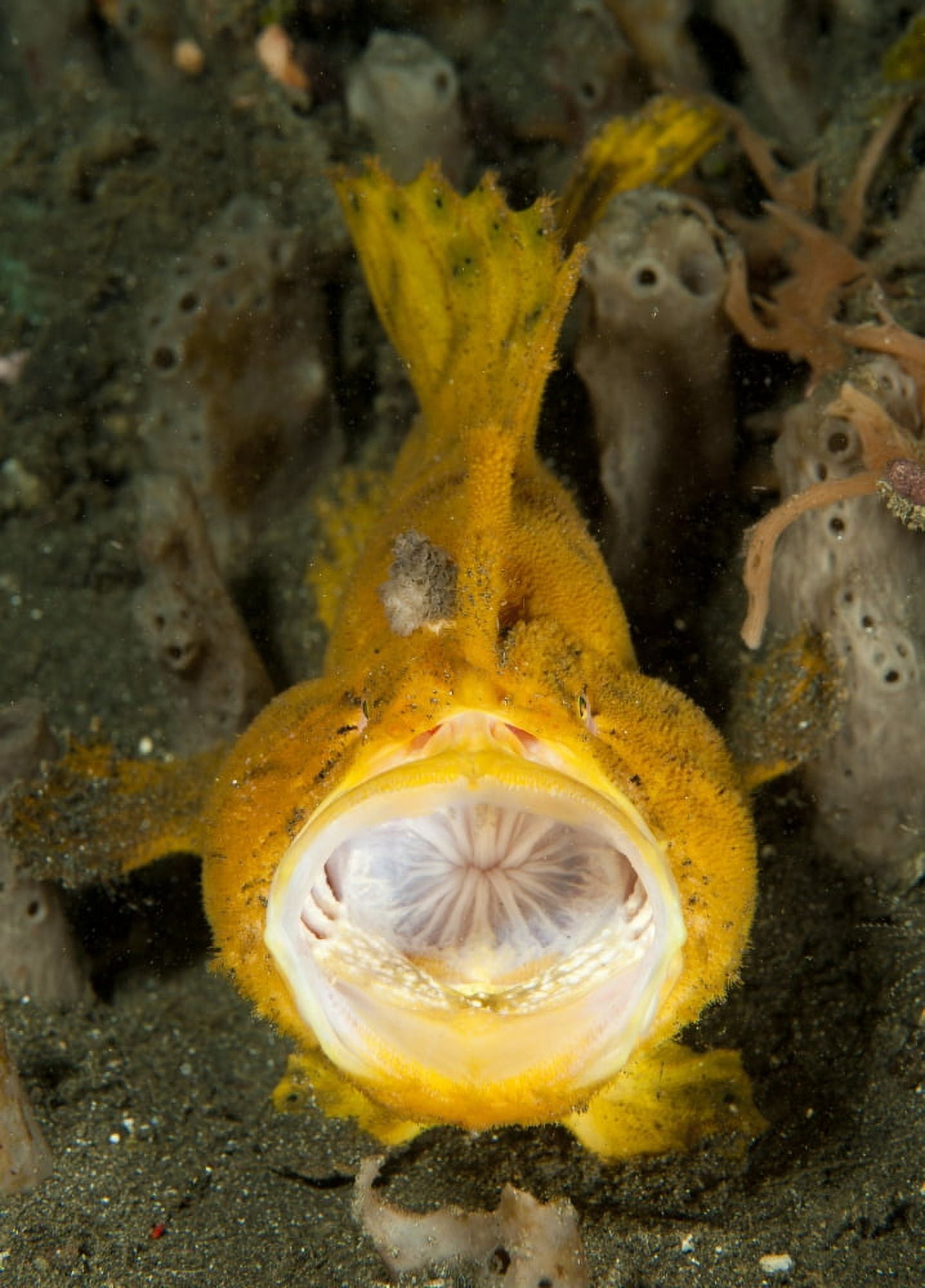 Frogfish with large lure open mouth Lembeh Strait Indonesia Canvas Art - Steve JonesStocktrek Images (12 x 17)