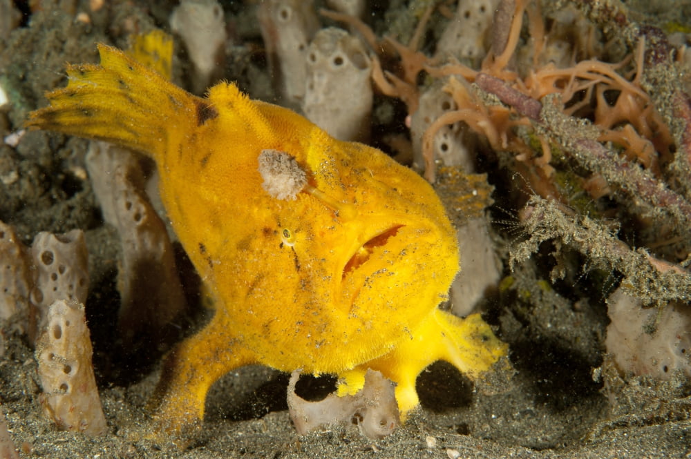 Frogfish with large lure open mouth Lembeh Strait Indonesia Canvas Art - Steve JonesStocktrek Images (18 x 12)
