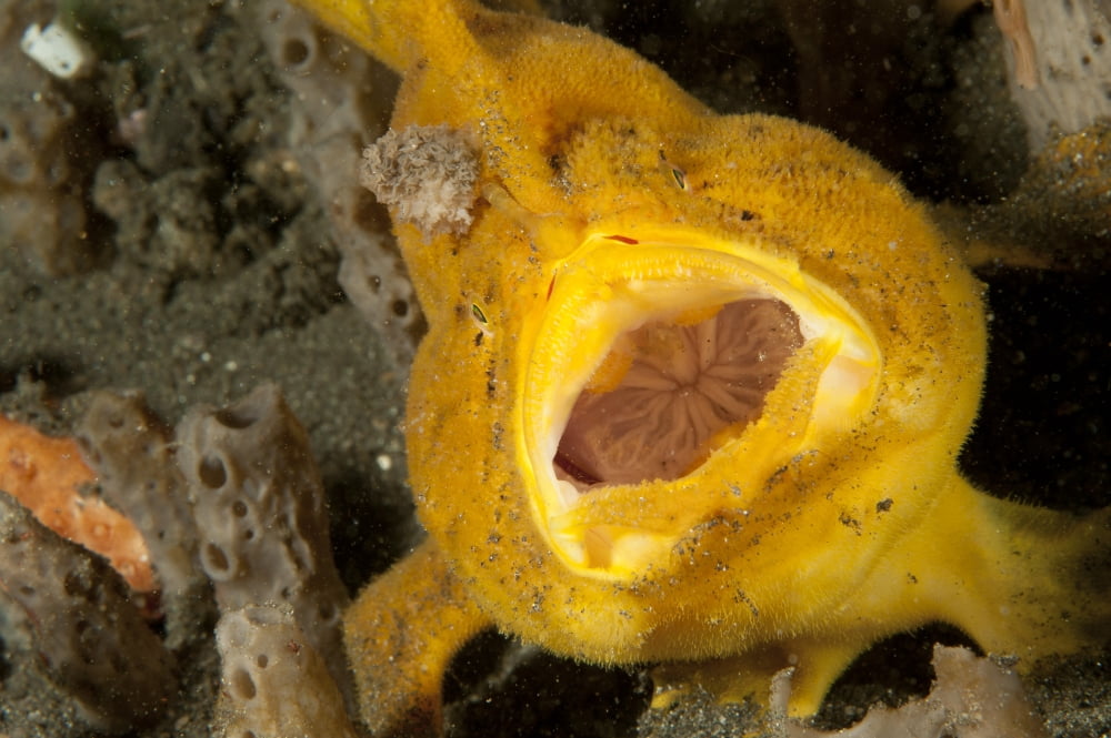 Frogfish with large lure open mouth Lembeh Strait Indonesia Canvas Art - Steve JonesStocktrek Images (35 x 23)