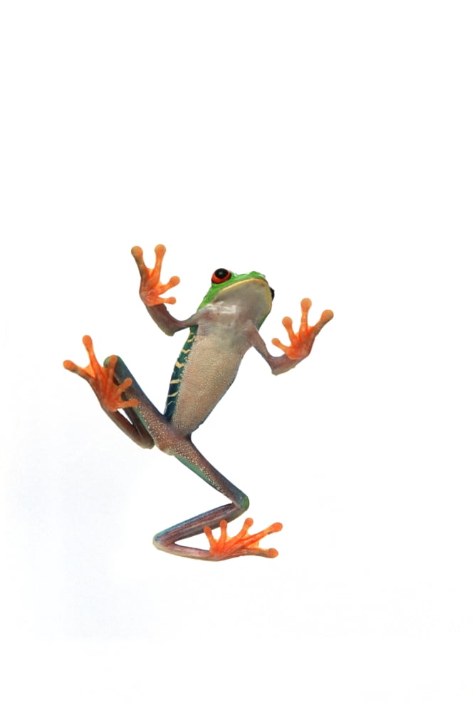 Frogs Belly Canvas Art - Corey Hochachka Design Pics (22 x 34)