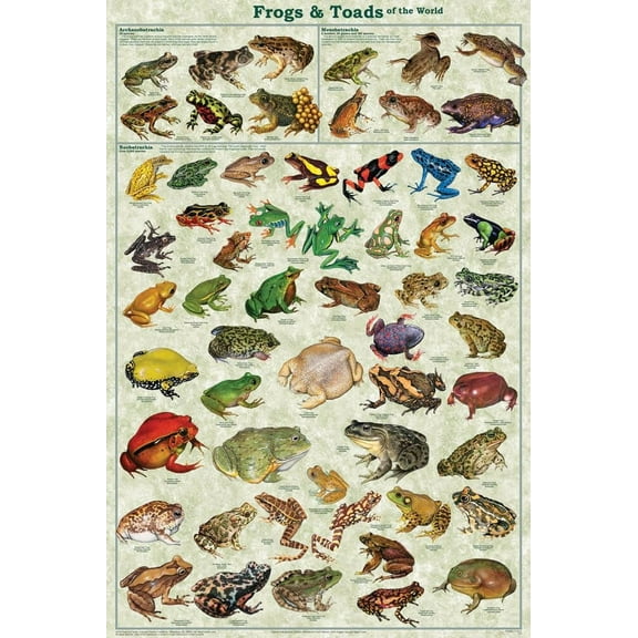 Frogs & Toads of the World Educational 24 x 36in