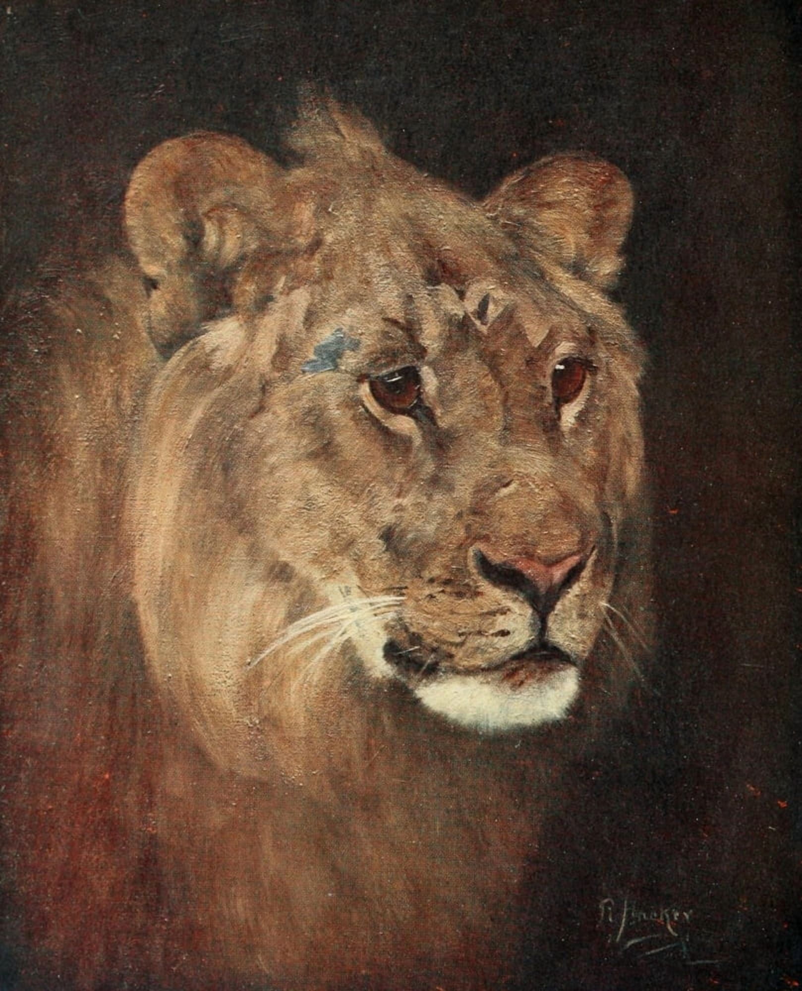 From Cape to Cairo 1900 Lion cub Canvas Art - Miss R Hacker (18 x 24)