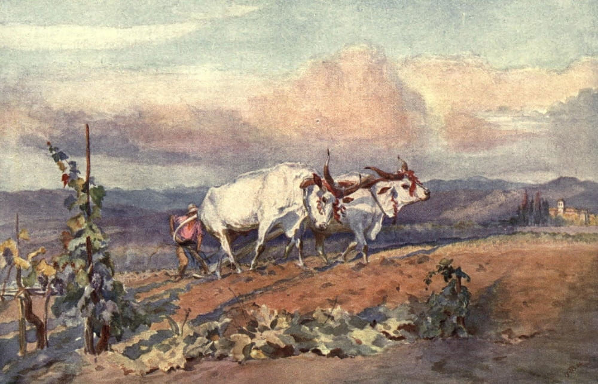 From Sketch-book & Diary 1909 Ploughing in Tuscany Canvas Art - Elizabeth Butler (18 x 24)