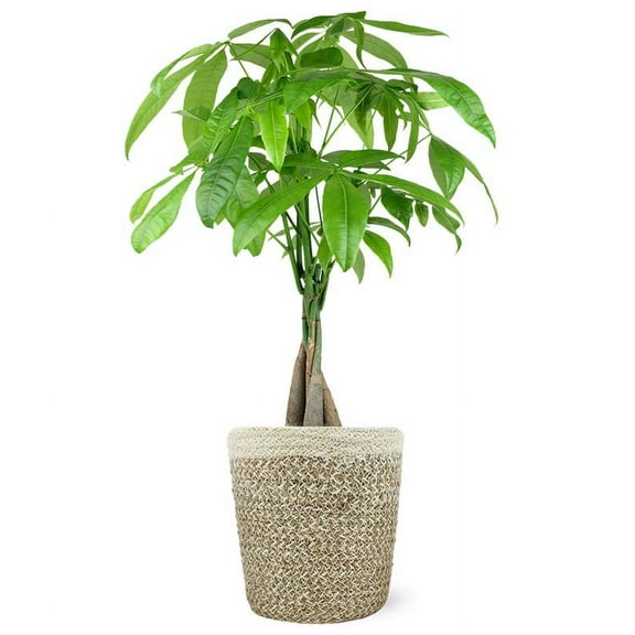 From You Flowers - Auspicious Potted Money Tree for Birthday, Anniversary, Get Well, Congratulations, Thank You, All Occasions